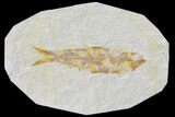 Bargain, Fossil Fish (Knightia) - Wyoming #120024-1
